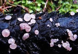 Attēlu rezultāti vaicājumam “Ombrophila violacea”