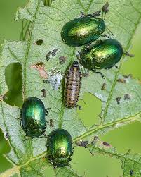 Attēlu rezultāti vaicājumam “Linaeidea aenea”