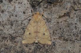 Attēlu rezultāti vaicājumam “Enargia paleacea”