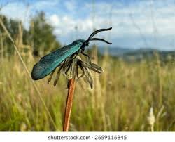 Attēlu rezultāti vaicājumam “Adscita statices”