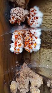 Attēlu rezultāti vaicājumam “Didymium clavus”