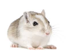 Image result for Gerbil