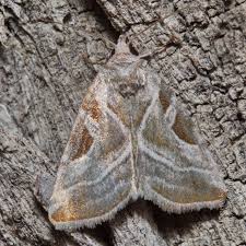 Attēlu rezultāti vaicājumam “Eucarta virgo”