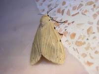 Attēlu rezultāti vaicājumam “Spilosoma sp.”