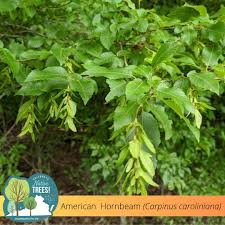 Attēlu rezultāti vaicājumam “Carpinus caroliniana male flower”