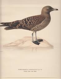 Image result for Stercorarius parasiticus