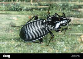 Attēlu rezultāti vaicājumam “Pterostichus niger”