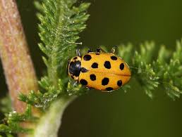 Attēlu rezultāti vaicājumam “Hippodamia tredecimpunctata”