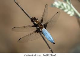 Attēlu rezultāti vaicājumam “Libellula depressa”