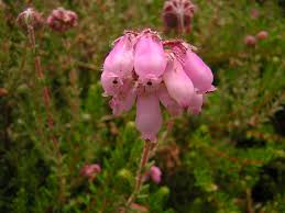 Attēlu rezultāti vaicājumam “Erica tetralix flower”