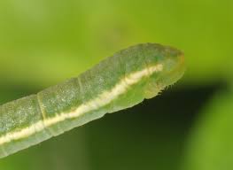 Attēlu rezultāti vaicājumam “Trichopteryx carpinata”