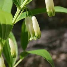 Attēlu rezultāti vaicājumam “Polygonatum verticillatum”