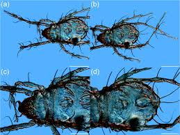 Attēlu rezultāti vaicājumam “Belbodamaeus sp.”