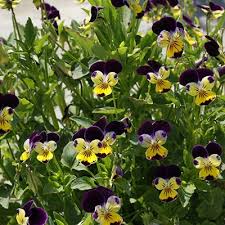 Attēlu rezultāti vaicājumam “Viola tricolor”