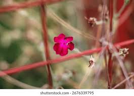 Attēlu rezultāti vaicājumam “Silene viscaria bud”