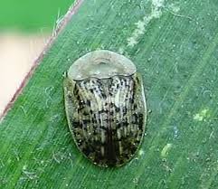 Attēlu rezultāti vaicājumam “Cassida”