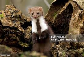 Attēlu rezultāti vaicājumam “Martes foina”