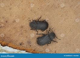 Attēlu rezultāti vaicājumam “Bolitophagus reticulatus larva”