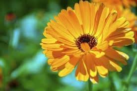 Attēlu rezultāti vaicājumam “Calendula officinalis flower”