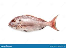 Image result for Pagrus