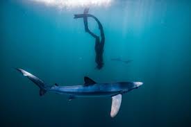 Image result for Bath Freediving Club