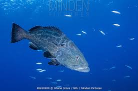 Image result for Mycteroperca bonaci