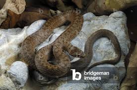 Attēlu rezultāti vaicājumam “Coronella austriaca”