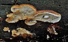 Attēlu rezultāti vaicājumam “Skeletocutis nivea”