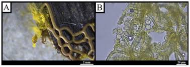 Attēlu rezultāti vaicājumam “Didymium serpula young”