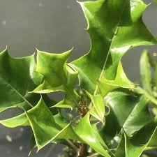 Attēlu rezultāti vaicājumam “Anthyllis maritima leaf”