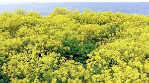 Attēlu rezultāti vaicājumam “Bunias orientalis flower”