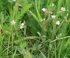 Attēlu rezultāti vaicājumam “Cerastium holosteoides leaf”