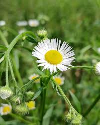 Attēlu rezultāti vaicājumam “Erigeron annuus flower”