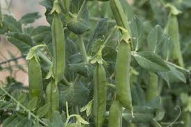 Attēlu rezultāti vaicājumam “Pisum sativum”