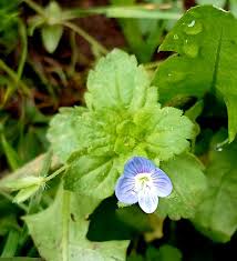 Attēlu rezultāti vaicājumam “Veronica scutellata fruit”