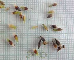 Attēlu rezultāti vaicājumam “Hepatica nobilis fruit”