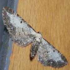 Attēlu rezultāti vaicājumam “Eupithecia succenturiata”