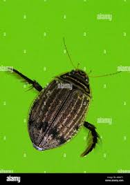 Attēlu rezultāti vaicājumam “Acilius sulcatus female”