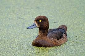 Image result for Aythya fuligula