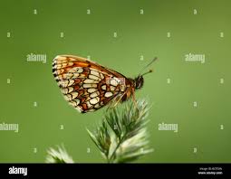 Attēlu rezultāti vaicājumam “Mellicta athalia underside”