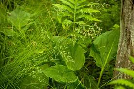 Attēlu rezultāti vaicājumam “Poa palustris leaf”