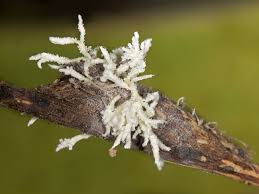 Attēlu rezultāti vaicājumam “Cordyceps farinosa”