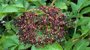 Attēlu rezultāti vaicājumam “Sambucus nigra fruit”