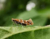 Attēlu rezultāti vaicājumam “Cameraria ohridella”