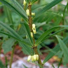 Attēlu rezultāti vaicājumam “Polygonatum verticillatum leaf”