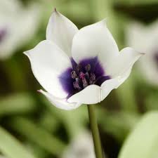 Attēlu rezultāti vaicājumam “Betula humilis female flower”