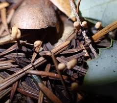 Attēlu rezultāti vaicājumam “Heyderia abietis”