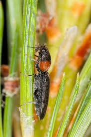 Attēlu rezultāti vaicājumam “Cardiophorus ruficollis”