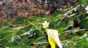 Attēlu rezultāti vaicājumam “Batrachium circinatum flower”