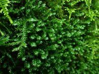 Attēlu rezultāti vaicājumam “Plagiothecium denticulatum”